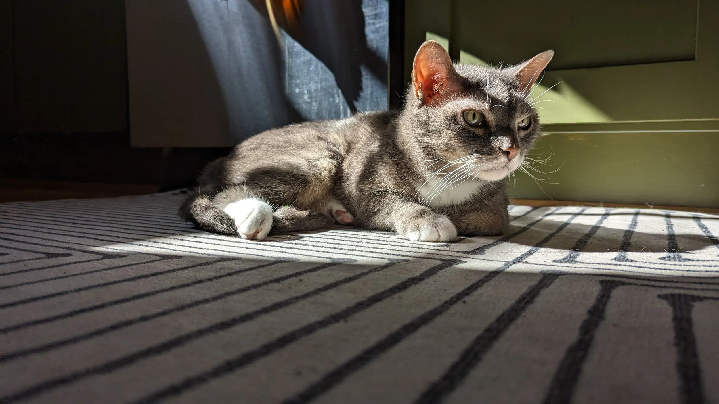 Bishop the cat