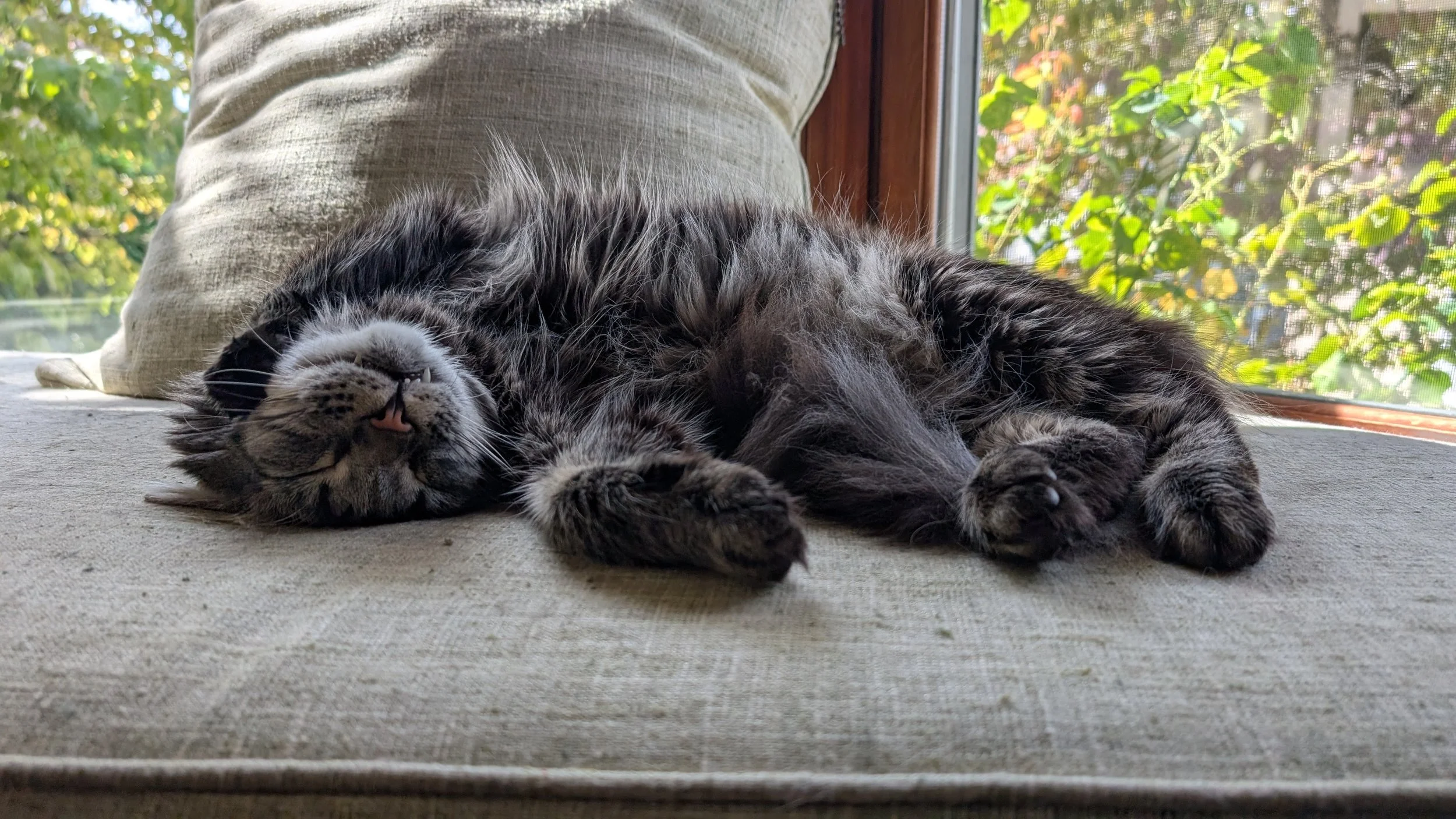 Merlin the cat
