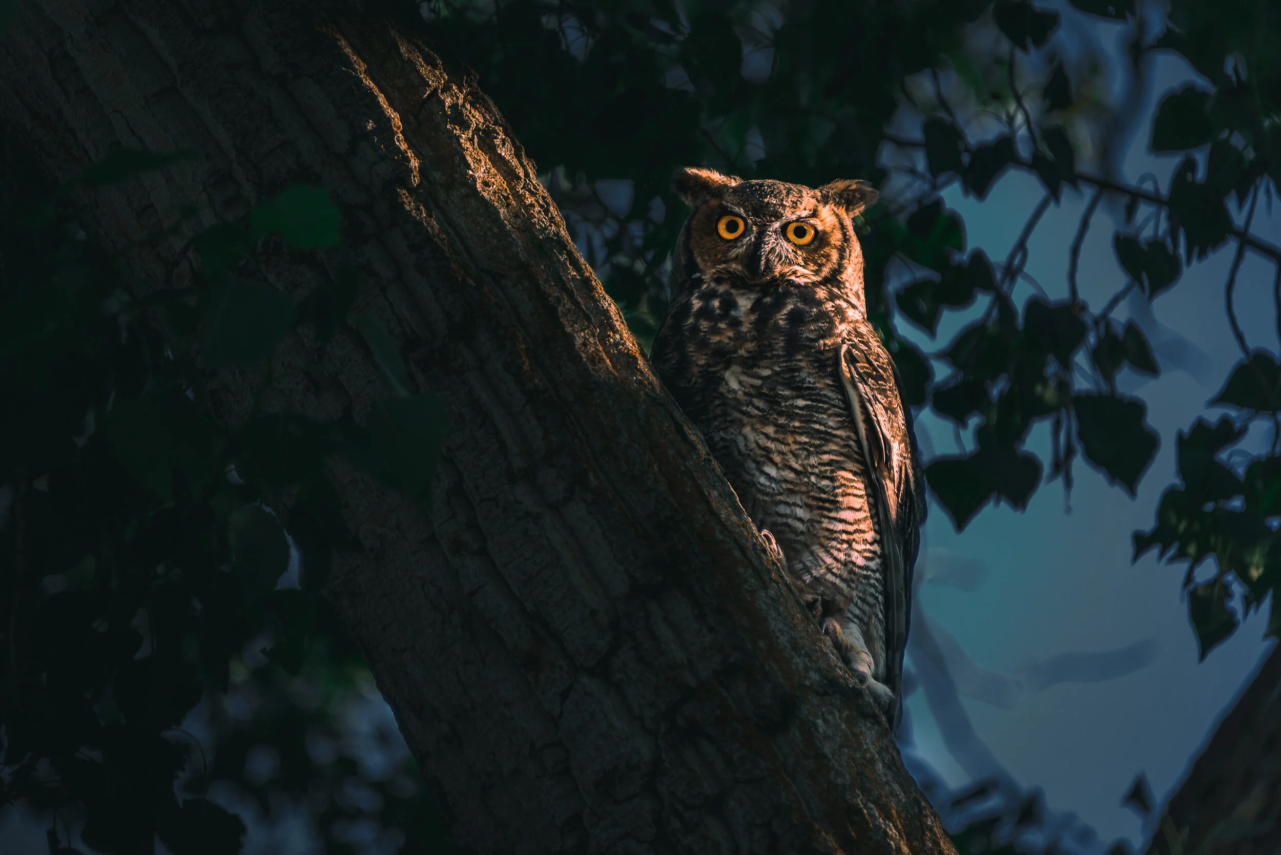 Wildlife photograph by Steven Acres