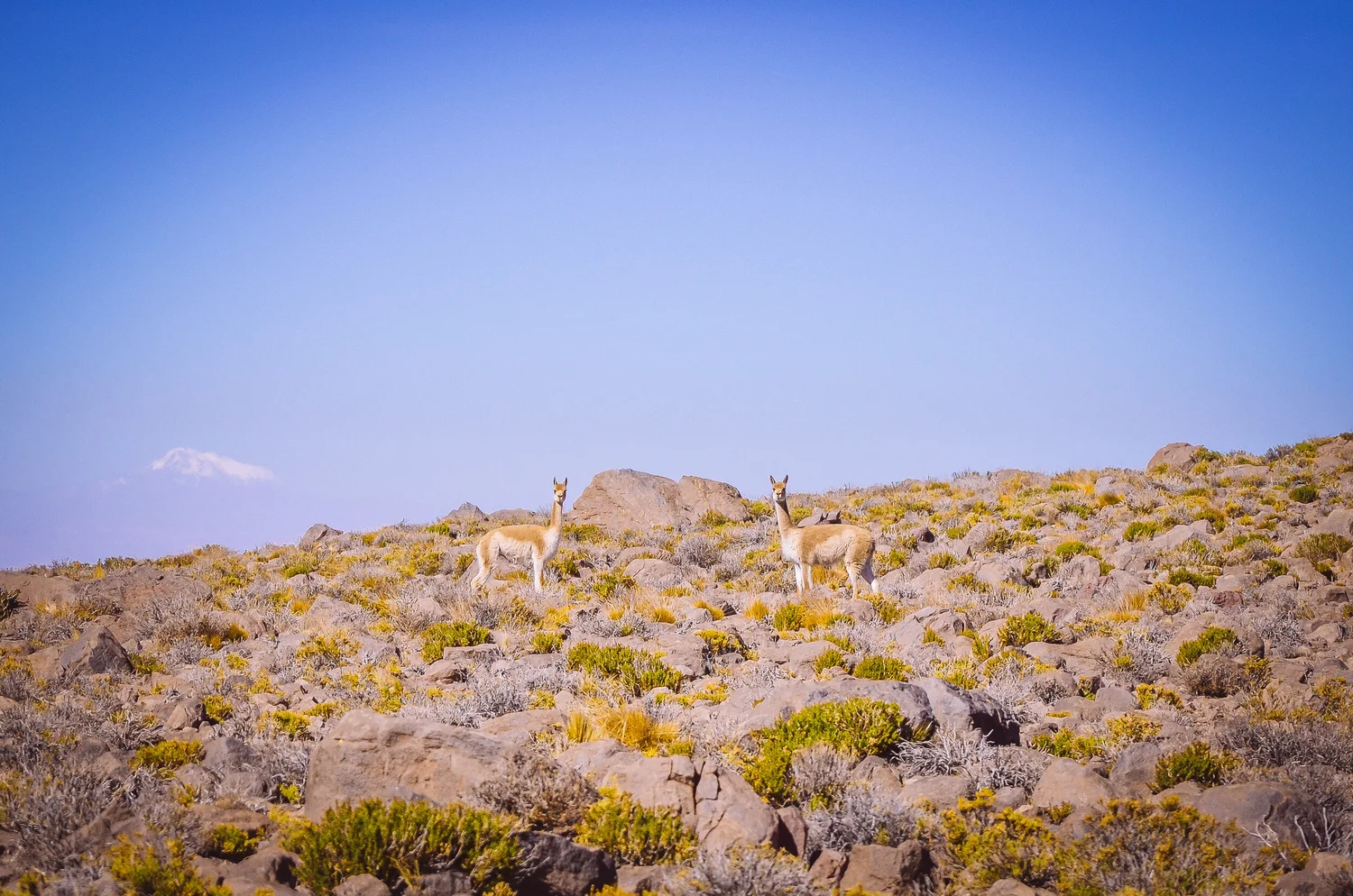 Wildlife — photograph 6 of 7 by Steven Acres